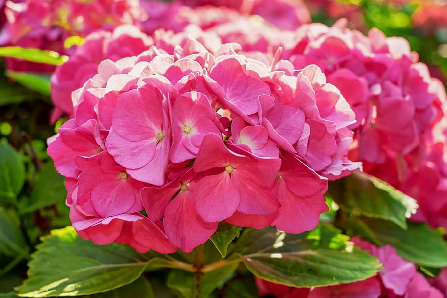 kallistussiirtolinssin valokuvaus, pinkki, kukat, hortensia, takavalo, kukka, kukinta, hydrangea kukka, auringonlasku, kasvihuoneen hortensia, koristekasvi, vaaleanpunainen-pinkki hydrangeas kukka, hydrangea bush, kaunis, hydrangeas pallo, koristekukka, puutarhakukat, kasvi, luonto, kauneus luonnossa, vaaleanpunainen väri, hauraus, tuoreus, terälehti, alttius, kasvu, lähikuva, kasvi-osa, puun lehti, kukka pää, kukinto, kevät, ei ihmisiä, keskittyä etualalle, ulkona, siitepöly, kukkakimppu, 4K