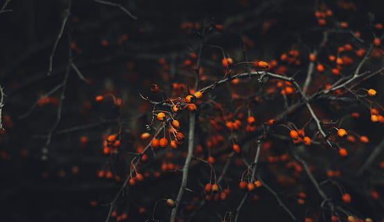 selektiv, fokus foto, træ, selektivt fokusfotografi, rød, orange, frugter, mørk, Skov, frugt, humør, bokeh, efterår, natur, plante, farve, afdeling, tee, vækst, ingen mennesker, fokus på forgrunden, tæt på, orange farve, skønhed i naturen, udendørs, ro, jord, selektiv fokusering, dag, Kvist, mad, mad og drikke, 4K, CC0, offentligt domæne, royaltyfrie
