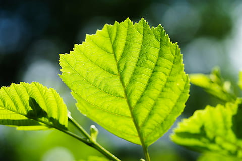 leaf, back light, structure, macro, plant part, green color, close-up, plant, growth, nature, day, no people, beauty in nature, focus on foreground, selective focus, outdoors, leaf vein, freshness, sunlight, fern, tranquility, botany, rainforest, purity, 5K, CC0, public domain, royalty free
