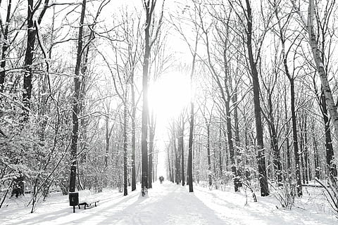 Marrone, alberi, sabbia di neve, stagione invernale, alberi senza foglie, coperto, la neve, inverno, albero, foresta, parco, città, sole, bianca, luce del sole, tiergarten, Germania, Berlino, temperatura fredda, albero nudo, pianta, bellezza nella natura, la tranquillità, natura, terra, scenics - natura, ramo, scena tranquilla, giorno, scena non urbana, nessuno, copertura, cielo, all'aperto, nevicando, 2K, CC0, dominio pubblico, privo di copyright