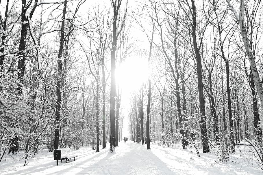 Marrone, alberi, sabbia di neve, stagione invernale, alberi senza foglie, coperto, la neve, inverno, albero, foresta, parco, città, sole, bianca, luce del sole, tiergarten, Germania, Berlino, temperatura fredda, albero nudo, pianta, bellezza nella natura, la tranquillità, natura, terra, scenics - natura, ramo, scena tranquilla, giorno, scena non urbana, nessuno, copertura, cielo, all'aperto, nevicando, 2K