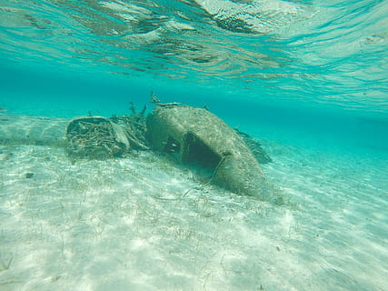 Wreckage, Underwater, Marine, Blue, marine, blue, scuba, diving, undersea, sea, sea life, one animal, animals in the wild, water, animal, animal wildlife, animal themes, nature, swimming, sport, ocean floor, no people, aquatic sport, outdoors, day, beauty in nature, turquoise colored, underwater diving, 4K, CC0, public domain, royalty free
