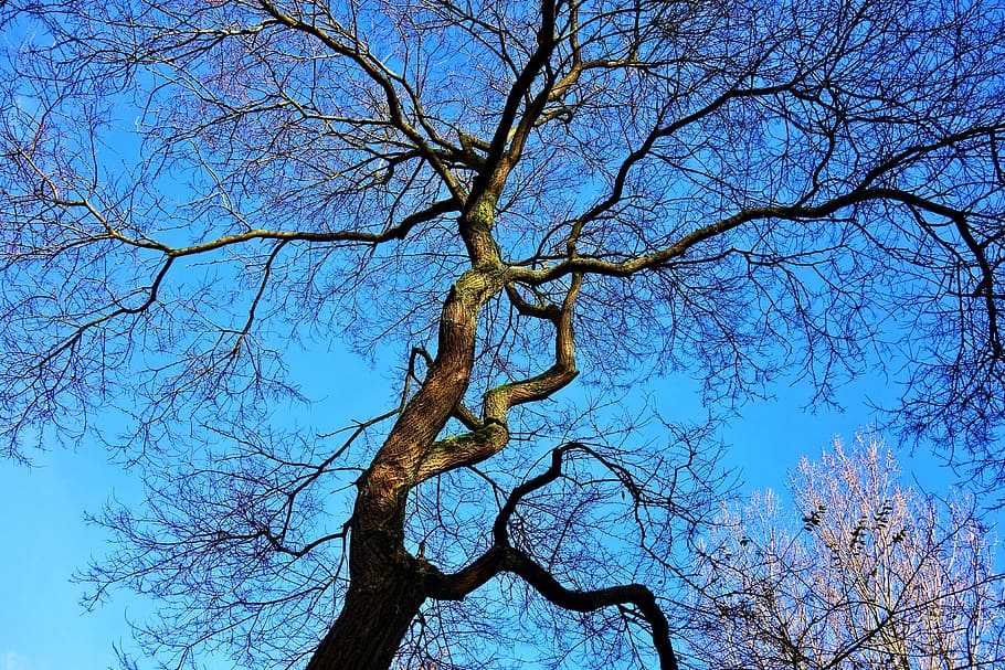 foto, sense costures, arbre, arbre d’hivern, branques, branques nues, cels blaus, planta, cel, arbre nu, branca, tranquil·litat, naturalesa, blau, bellesa a la natura, tronc de l'arbre, tronc, cap gent, creixement, vista d’angle baix, dia, cel clar, a l'aire lliure, escena tranquil·la, escenics - natura, color verd, copa de l'arbre, 4K
