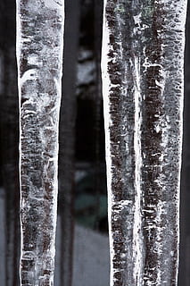 is, istap, vindue, kold, vinter, hvid, frost, sne, Frosset, zing regn, vand, glimte, brydning, spektakulære, ingen mennesker, træstamme, bagagerum, tæt på, kold temperatur, træ, natur, plante, Skov, miljø, jord, fokus på forgrunden, udendørs, dag, skønhed i naturen, mønster, fyrreskov, skiftende formular, naturlig tilstand, 4K, CC0, offentligt domæne, royaltyfrie