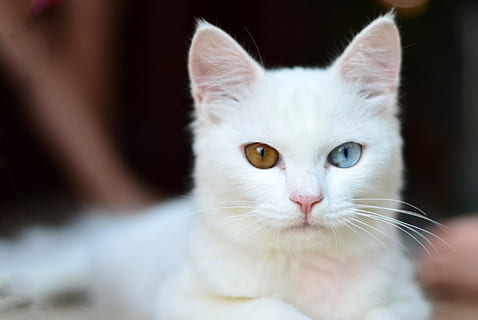 gato blanco de pelo corto, bote, empujar, gato, mascota, gatito, linda, blanco, animal, nacional, mascotas, animales domesticos, mamífero, Gato domestico, un animal, felino, retrato, de cerca, mirando a la cámara, parte del cuerpo del animal, el color blanco, vista frontal, bigotes, gente, parte del cuerpo, ojo de animal, fondo negro, 1080P, CC0, dominio público, libre de derechos