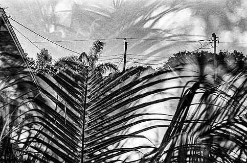 tropische Belastungen, Graustufenfotografie, Palme, Baum, Pflanze, Blatt, Wolke, städtisch, Himmel, Natur, keine Leute, Wachstum, wolke - himmel, gebaute Struktur, Flachwinkelansicht, Kabel, Tag, die Architektur, Elektrizität, Stromleitung, draußen, Gebäudehülle, Strommast, Technologie, Verbindung, Kraftstoff- und Stromerzeugung, Netzteil, 2K, CC0, gemeinfrei, lizenzfrei