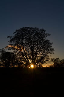 silhouette, trees, sunset, winter, solstice, tree, sun, nature, wheel of the year, outdoor, night, sky, dusk, plant, tranquil scene, scenics - nature, tranquility, beauty in nature, no people, bare tree, field, sunlight, land, landscape, outdoors, non-urban scene, growth, eclipse, 4K, CC0, public domain, royalty free