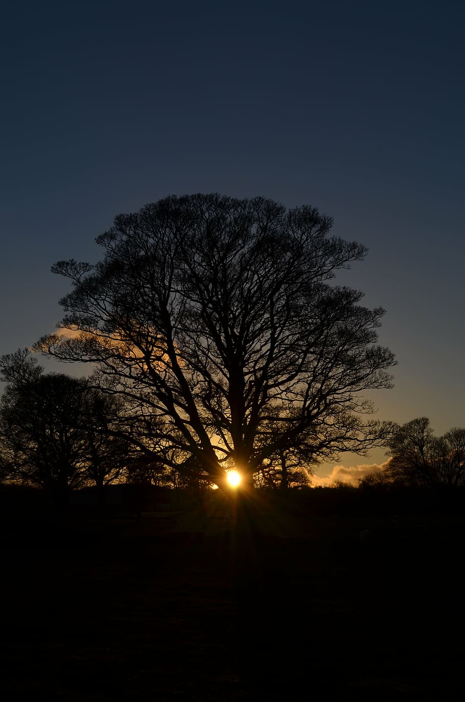 silhouette, alberi, tramonto, inverno, solstizio, albero, sole, natura, ruota dell'anno, all'aperto, notte, cielo, crepuscolo, pianta, scena tranquilla, scenics - natura, la tranquillità, bellezza nella natura, nessuno, albero nudo, campo, luce del sole, terra, paesaggio, scena non urbana, crescita, eclisse, 4K