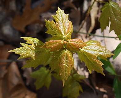 Maple Leaves, Sapling, Tree, Plant, new, red, green, spring, nature, growing, foliage, colorful, flora, leaf, autumn, season, close-up, outdoors, yellow, green Color, no people, focus on foreground, plant part, growth, beauty in nature, day, freshness, selective focus, leaves, vulnerability, water, leaf vein, tranquility, 4K, CC0, public domain, royalty free
