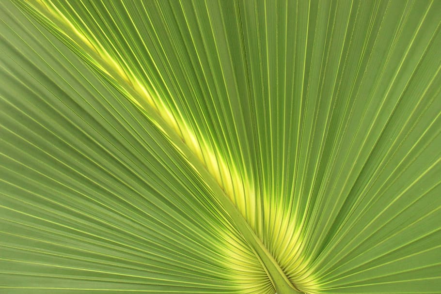 Palm, blad, struktur, håndflade, blad, natur, baggrunde, abstrakt, plante, grøn farve, mønster, Palme træ, tæt på, tropisk klima, sommer, friskhed, makro, træ, botanik, palmblad, frond, plante del, tekstureret, ingen mennesker, skønhed i naturen, fuld ramme, vækst, lys - naturligt fænomen, abstrakte baggrunde, udendørs, regnskov, tekstureret effekt, Stærkt oplyst, 2K