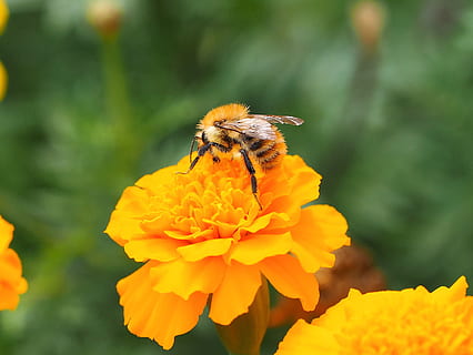Drohnenfelder, Bourdon, Insekten, Insekt, Makro, Natur, Blume, blühende Pflanze, wirbellos, Blütenblatt, Zerbrechlichkeit, Tierwelt, Tiere in freier Wildbahn, Blütenkopf, ein Tier, Tierthemen, Schönheit in der Natur, Biene, Tier, Frische, Verletzlichkeit, Wachstum, Pflanze, Nahansicht, Bestäubung, Gelb, keine Leute, Pollen, draußen, Hummel, 2K, CC0, gemeinfrei, lizenzfrei