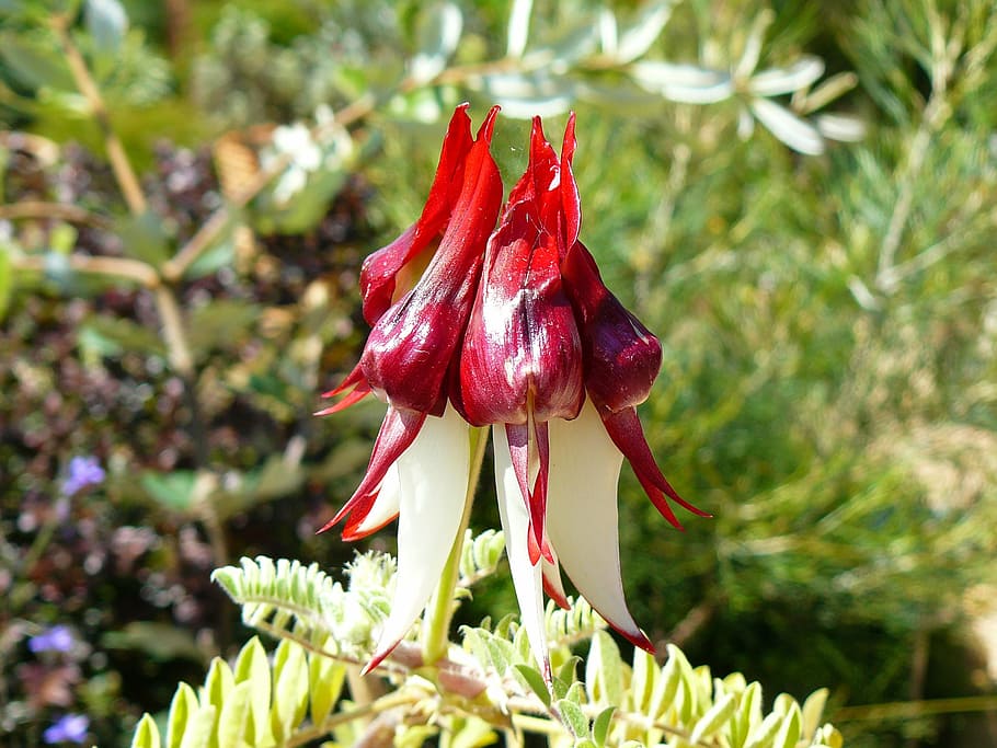 nadiu, Austràlia, planta, australià, flor, bushland, naturalesa, pètal, vermell, cap de flor, primer pla, color rosa, full, creixement, planta amb flors, frescor, bellesa a la natura, centrar-se en primer pla, dia, cap gent, fragilitat, vulnerabilitat, inflorescència, a l'aire lliure, botànica, color verd, 2K