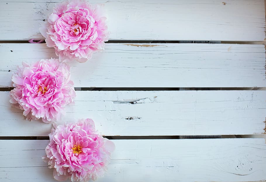 three, pink, petaled flowers, peonies, flowers, background, backdrop, spring, floral, peony, summer, blossoms, greeting, wedding, design, text space, frame, flower, pink color, flowering plant, plant, beauty in nature, freshness, fragility, vulnerability, flower head, no people, indoors, petal, inflorescence, nature, wood - material, table, close-up, white color, still life, day, flower arrangement, bouquet, bunch of flowers, 4K