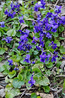 violetas, Violeta, floretes, primavera, la vegetacion, púrpura, flor, crecimiento, planta, belleza en la naturaleza, fragilidad, planta floreciendo, frescura, parte de la planta, vulnerabilidad, hoja, naturaleza, pétalo, de cerca, enfoque selectivo, día, inflorescencia, cabeza de flor, nadie, al aire libre, 2K, CC0, dominio público, libre de derechos