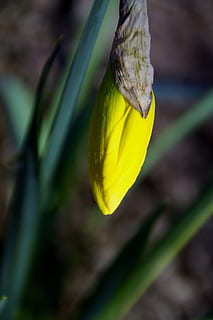 Narzisse, Knospe, Frühling, Blume, Gelb, Zeichen des Frühlings, Pflanze, Nahansicht, Wachstum, blühende Pflanze, Schönheit in der Natur, Blütenblatt, Frische, Zerbrechlichkeit, Verletzlichkeit, Fokus auf den Vordergrund, Blütenkopf, Tag, Natur, keine Leute, Blütenstand, selektiver Fokus, Pflanzenstamm, draußen, Kelchblatt, 2K, CC0, gemeinfrei, lizenzfrei