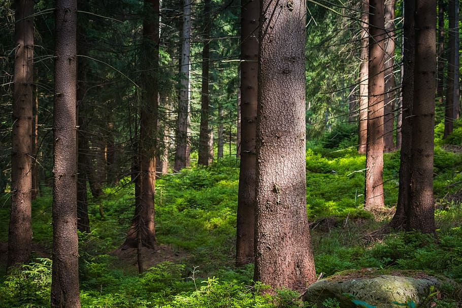 arbres, picea, bosc, arbre de fulla perenne, estiu, les muntanyes gegants, nabiu, naturalesa, arbre, planta, tronc de l'arbre, tronc, terra, tranquil·litat, creixement, bellesa a la natura, escena tranquil·la, color verd, escenics - natura, escena no urbana, cap gent, dia, a l'aire lliure, paisatge, idíl·lic, arbre de coníferes, bosc de pi, 5K