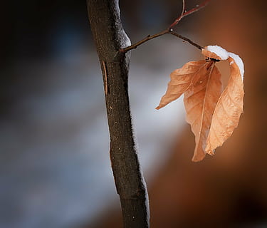 marró, full, neu, fotografia de canvi de inclinació, branca, fulles, fulles veritables, hivern, naturalesa, tancar, primer pla, planta, centrar-se en primer pla, part de la planta, bellesa a la natura, arbre, tardor, cap gent, sec, vulnerabilitat, dia, tija de la planta, canvi, fragilitat, a l'aire lliure, creixement, planta morta, condició natural, Planta esvaïda, 1080P, CC0, domini públic, lliure de regalies