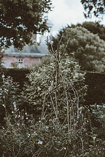 enrejado casero, árboles de hojas verdes, arboles, jardín, las flores, yarda, casa, edificio, leña menuda, ramas, planta, árbol, naturaleza, campo, nadie, día, centrarse en primer plano, tranquilidad, tierra, crecimiento, cielo, al aire libre, paisaje, enfoque selectivo, ambiente, belleza en la naturaleza, escena tranquila, de cerca, estructura construida, arquitectura, 4K, CC0, dominio público, libre de derechos