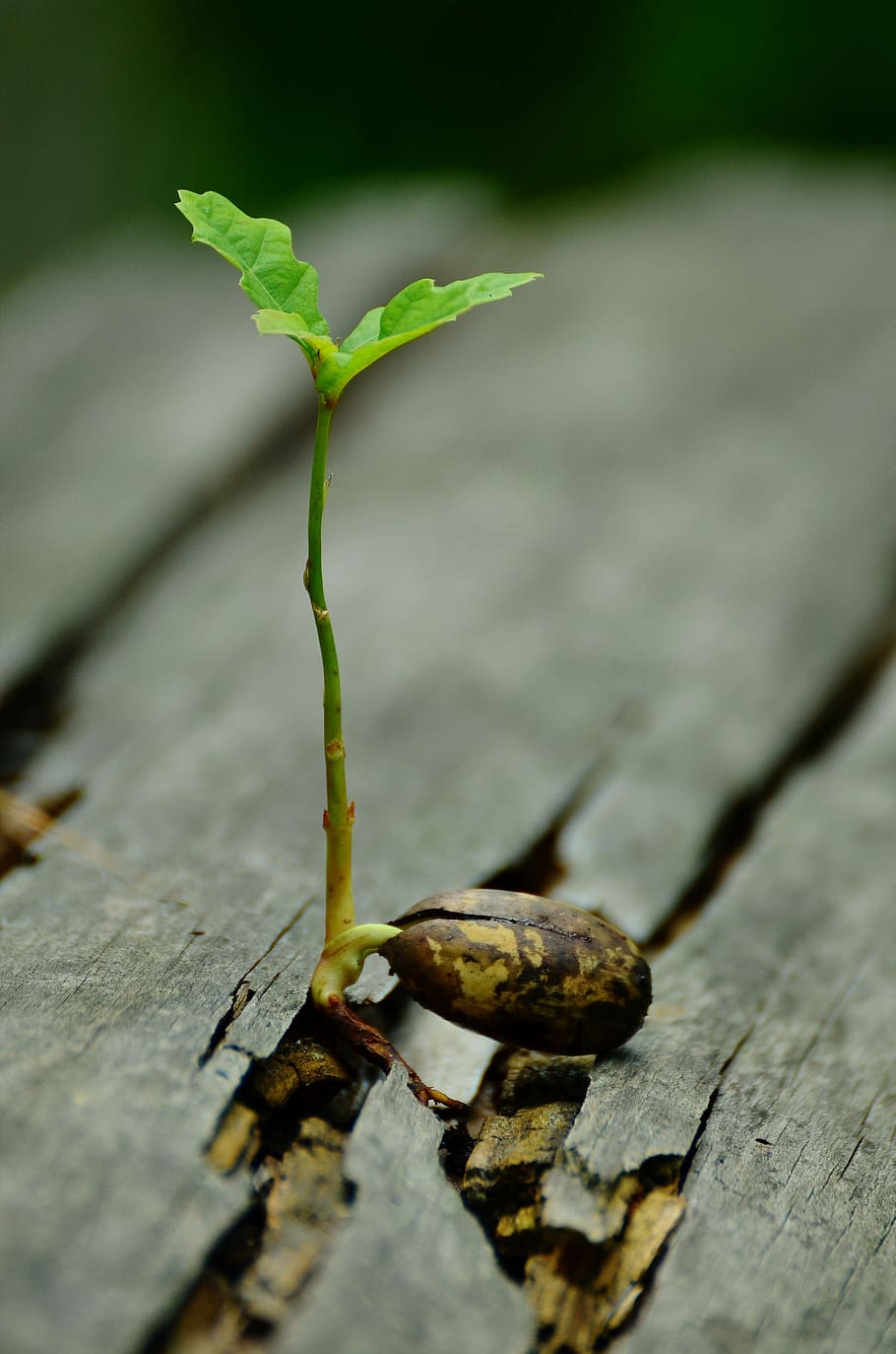planta de fulla verda, germen, plantules, roure, desenvolupament de germen, sistema root, brollar, planta, sec, esperança, renovar, créixer, viu nou, brots, jove, arbre, creixement, primer pla, material de fusta, part de la planta, full, enfocament selectiu, color verd, cap gent, naturalesa, dia, a l'aire lliure, bellesa a la natura, centrar-se en primer pla, menjar, menjar i beguda, vegetals, frescor, vulnerabilitat, tija de la planta, 4K