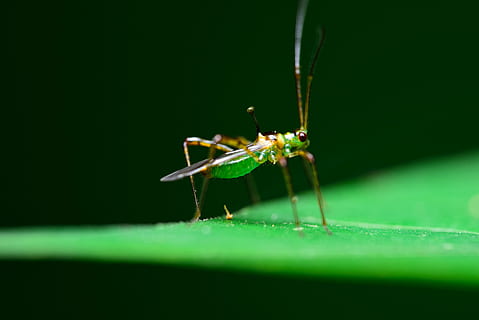 makro, insekter, bugs, græshoppe, insekt, natur, dyr, tæt på, dyreliv, blad, grøn farve, dyre temaer, hvirvelløse, et dyr, dyr i naturen, ingen mennesker, selektiv fokusering, plante del, dyr kropsdel, plante, dag, zoologi, leddyr, udendørs, dyr øje, græsblad, 5K, CC0, offentligt domæne, royaltyfrie