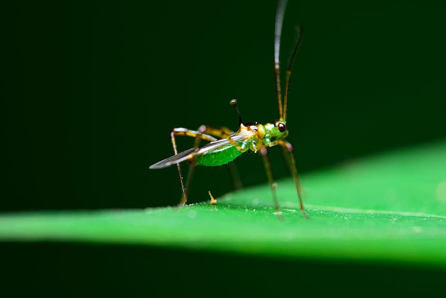 macro, insetti, bug, cavalletta, insetto, natura, animale, avvicinamento, foglia, colore verde, fauna selvatica, temi animali, invertebrato, un animale, animali allo stato selvatico, nessuno, messa a fuoco selettiva, parte vegetale, parte del corpo animale, pianta, giorno, zoologia, artropodo, all'aperto, occhio animale, filo d'erba, 5K