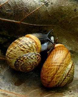 lumaca, accoppiamento, Marrone, guscio di animale, gasteropode, temi animali, animale, nessuno, conchiglia, fauna selvatica, mollusco, animali allo stato selvatico, invertebrato, avvicinamento, gruppo di animali, due animali, modello naturale, spirale, giorno, antenna animale, parte del corpo animale, 2K, CC0, dominio pubblico, privo di copyright
