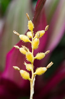 Gelb, kippen, Frühling, Makro, jardin des plantes, Blume, blühende Pflanze, Pflanze, Verletzlichkeit, Zerbrechlichkeit, Schönheit in der Natur, Wachstum, Nahansicht, Frische, Blütenblatt, Blütenstand, selektiver Fokus, Blütenkopf, Natur, keine Leute, Tag, Fokus auf den Vordergrund, blühen, Pollen, draußen, 5K, CC0, gemeinfrei, lizenzfrei