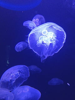 Medusa, blu, bianca, galleggiante, creatura, acqua, mare profondo, subacqueo, animale, natura, mare, animale da nuoto, vita marina, acquario, fauna selvatica, temi animali, animali allo stato selvatico, invertebrato, marino, nuoto, gruppo di animali, nessuno, sottomarino, liscio, avvicinamento, galleggia sull'acqua, sfondo blu, luminosità, 2K, CC0, dominio pubblico, privo di copyright