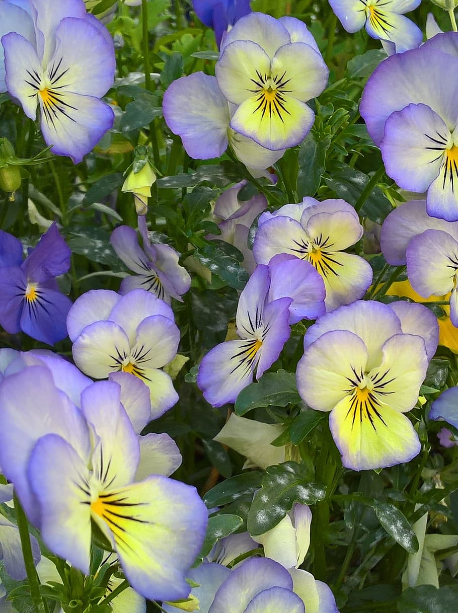 viola, pensaments, blau, groc, flor, viola tricolor, planta amb flors, frescor, planta, vulnerabilitat, fragilitat, pètal, bellesa a la natura, primer pla, creixement, cap de flor, inflorescència, pensament, cap gent, porpra, naturalesa, dia, vista d’angle alt, botànica, Color blanc, a l'aire lliure, Ram de flors, 2K