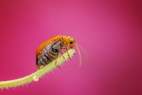 brown, bug, closeup, photo, insect, macro, nature, animal, detailed, colors, animal themes, one animal, colored background, animal wildlife, pink color, invertebrate, close-up, no people, animals in the wild, copy space, studio shot, beauty in nature, yellow, magnification, animal eye, pink background, purple, small, animal head, dew, 1080P, CC0, public domain, royalty free