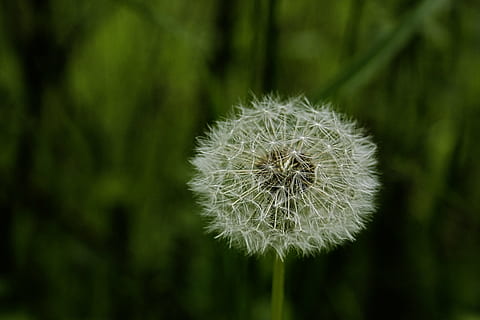 paardebloem, de lente, natuur, groen, kant van de weg, fabriek, bloemen, wilde bloem, bloem, versheid, bloeiende plant, groei, schoonheid in de natuur, breekbaarheid, kwetsbaarheid, focus op de voorgrond, detailopname, geen mensen, bloeiwijze, bloemhoofd, groene kleur, dag, paardenbloem zaad, onbeschaafd, zachtheid, buitenshuis, lente, 4K, CC0, publiek domein, royaltyvrij