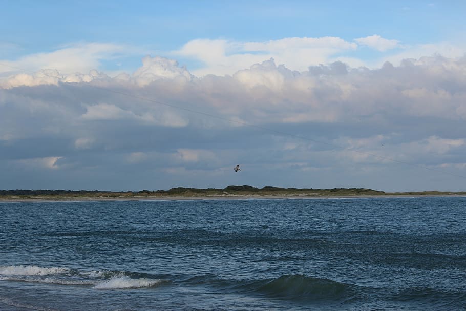 strand, moln, hav, sommarlandskap, marinmålning, naturlandskap, blå, himlen moln, natur, himmel, vid vatten, djur i det vilda, ett djur, vatten, moln - himmel, ryggradsdjur, scenics - natur, skönhet i naturen, djurteman, djurliv, djur-, lugn plats, fågel, lugn, inget folk, dag, utomhus, 5K