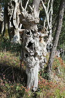 arrel, bosc, arbre, naturalesa, registre, fusta, monstre de l'arbre, arrelat, deformes, planta, tronc de l'arbre, tronc, creixement, terra, dia, cap gent, tranquil·litat, escorça, bellesa a la natura, camp, molsa, a l'aire lliure, material de fusta, planta morta, llum solar, primer pla, liquen, 5K, CC0, domini públic, lliure de regalies