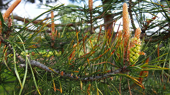 Kiefer, Tannenzapfen, Entwicklung, Natur, Nadelbaum, Tannennadeln, Grün, Nahansicht, Zapfen, Makro, Weihnachtsbaum, Pflanze, Wachstum, Baum, Schönheit in der Natur, keine Leute, grüne Farbe, Tag, Ruhe, Fokus auf den Vordergrund, Ast, Land, draußen, Blatt, Pflanzenteil, Sonnenlicht, Feld, Gras, Nadel - Pflanzenteil, 4K, CC0, gemeinfrei, lizenzfrei