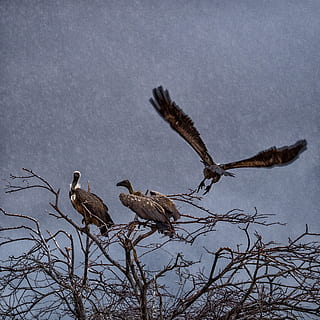 avvoltoio, volo, namibia, pioggia, uccello, natura, animale, animali allo stato selvatico, albero, volante, uccello rapace, fauna selvatica, temi animali, nessuno, vertebrato, gruppo di animali, appollaiati, ramo, due animali, albero nudo, cielo, giorno, bellezza nella natura, pianta, all'aperto, aquila, famiglia di animali, 2K, CC0, dominio pubblico, privo di copyright