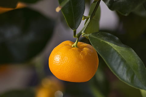 mini orange, orange, pelargonier, mad, frugt, blad, sund kost, plante del, mad og drikke, orange farve, friskhed, citrus frugt, fokus på forgrunden, plante, tæt på, træ, vækst, ingen mennesker, velvære, frugt træ, natur, appelsinfrugt, udendørs, moden, 5K, CC0, offentligt domæne, royaltyfrie