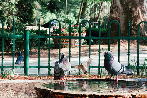 Font, coloms, animals, ocell, animal, naturalesa, a l'aire lliure, temes d'animals, dia, animals a la natura, cap gent, grup d’animals, vertebrats, fauna animal, arbre, aigua, centrar-se en primer pla, posat, dos animals, planta, barana, ànec, 4K, CC0, domini públic, lliure de regalies