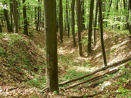 foresta decidua, primavera, deciduo, foresta, natura, bosco, tronco d'albero, albero, Pino, terra, pianta, tronco, la tranquillità, bellezza nella natura, crescita, scenics - natura, scena tranquilla, scena non urbana, luce del sole, giorno, ambiente, a distanza, nessuno, colore verde, all'aperto, bambù - pianta, albero di conifere, bosco di pini, 2K, CC0, dominio pubblico, privo di copyright