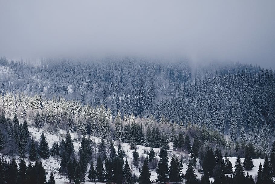 pi, coberta, gelada, ampli, foto d'angle, pins, glacera, muntanya, boira, bosc, núvol, hivern, neu, naturalesa, arbre, paisatge, escenics, a l'aire lliure, fred - temperatura, blanc, cap gent, imatge en color, temperatura de fred, planta, escenics - natura, bellesa a la natura, arbre de coníferes, pinàcies, bosc de pi, tranquil·litat, medi ambient, terra, escena tranquil·la, muntanya nevada, 4K