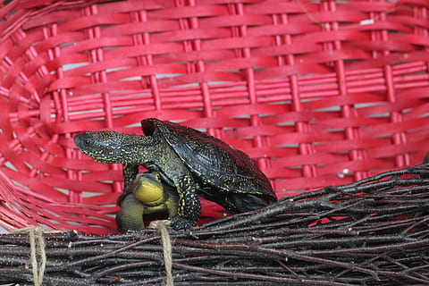 turtle, shell, funny, green, animal themes, animal, one animal, no people, vertebrate, animal wildlife, red, animals in the wild, close-up, wicker, day, basket, focus on foreground, container, nature, pattern, outdoors, art and craft, craft, 5K, CC0, public domain, royalty free