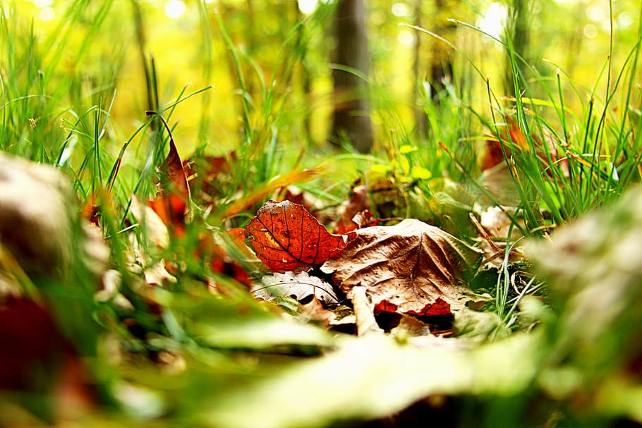 sec, fulles, verd, herba, caure, fulles de tardor, tardor, caiguda de fulles de fons, temporada, taronja, naturalesa, groc, full, vermell, maple, octubre, arbre, fullatge, colorit, color, estacional, blanc, de novembre, marró, frontera, decoració, planta, brillant, patró, marc, or, textura, acció de gràcies, daurat, disseny, natural, temes d'animals, animals a la natura, un animal, enfocament selectiu, fauna animal, cap gent, insecte, dia, animal, bellesa a la natura, terra, invertebrat, creixement, color verd, part de la planta, llum solar, primer pla, a l'aire lliure, papallona - insecte, 5K