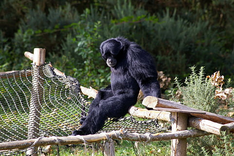 Zoo, dyr, abe, primat, træ, vand, parkere, dyrepark, natur, flok, bretagne, Branfere, besøg, familie, trækfugle, vild, Dam, fauna, gorilla, et dyr, pattedyr, dyre temaer, dyreliv, dyr i naturen, træ - materiale, ingen mennesker, hvirveldyr, plante, sidder, sort farve, dyr i fangenskab, dag, tømmer, 2K, CC0, offentligt domæne, royaltyfrie