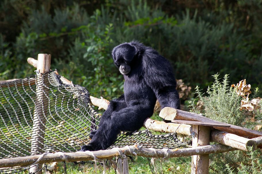 zoo, animals, mico, primat, arbre, aigua, parc, parc d’animals, naturalesa, ramat, bretaña, branféré, visita, família, aus migratòries, salvatge, estany, fauna, goril·la, un animal, animal, mamífer, temes d'animals, fauna animal, animals a la natura, material de fusta, cap gent, vertebrats, planta, assegut, color negre, animals en captivitat, dia, fusta, 2K
