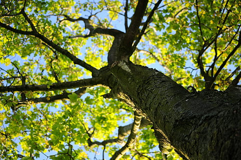 verde, leafed, copac, albastru, cer, coroană, arțar, leafs, vară, trompă, plantă, vedere unghiulară joasă, trunchi de copac, ramură, creştere, natură, frumusețe în natură, nici o persoana, zi, să se concentreze asupra primelor elemente, liniște, Culoarea verde, în aer liber, frunze, parte a plantelor, lumina soarelui, pădure, cadru complet, copac copac, imediat mai jos, 4K, CC0, domeniu public, fără drepturi de autor