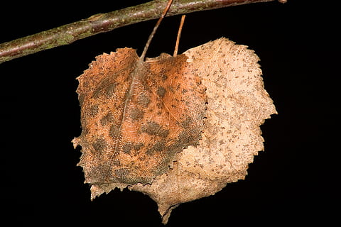 treblad, blad, tørke, brun, skog, natur, bakgrunn, svart bakgrunn, nærbilde, henger, ingen folk, studio skudd, anlegg, vekst, innendørs, strukturert, plante del, dag, fokusere på forgrunnen, skjære ut, skadet, frukt, 2K, CC0, offentlig domene, opphavsrett gratis