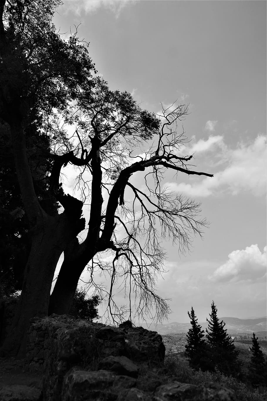 arbre, cel, branques, paisatge, nodrit, planta morta, planta, naturalesa, núvol - cel, branca, cap gent, tranquil·litat, vista d’angle baix, dia, bellesa a la natura, a l'aire lliure, creixement, escena tranquil·la, tronc, tronc de l'arbre, escenics - natura, terra, arbre nu, escena no urbana, 5K