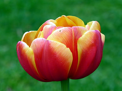 tulipa, vermell, groc, primavera, lliri, keukenhof, flor, naturalesa, planta, planta amb flors, frescor, primer pla, vulnerabilitat, bellesa a la natura, fragilitat, pètal, centrar-se en primer pla, cap de flor, creixement, inflorescència, cap gent, dia, a l'aire lliure, 4K, CC0, domini públic, lliure de regalies