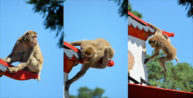 scimmia, serie, macaco, primate, animale, natura, selvaggio, zoologia, mammifero, specie, natura selvaggia, ambiente, all'aperto, cielo, Inquadratura dal basso, cielo sereno, giorno, temi animali, sospeso, albero, gruppo di animali, nessuno, pianta, fauna selvatica, blu, vertebrato, rosso, 1080P, CC0, dominio pubblico, privo di copyright