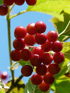 Berries, Close, Macro, red, ordinary snowball, ripe, fruits, viburnum opulus, common snowball, herzbeer, blutbeer, steam berry, choke berry shrub, geiß ball, glass berry, snake berry, water holder, water snowball, viburnum, musky herb greenhouse, adoxaceae, ornamental, ornamental plant, food and drink, agriculture, day, no people, fruit, healthy eating, food, freshness, growth, plant, focus on foreground, close-up, nature, wellbeing, tree, low angle view, leaf, sunlight, hanging, outdoors, rowanberry, 2K, CC0, public domain, royalty free