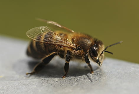 fotografia de tret macro, mel d'abella, gris, superfície, abella, tancar, insecte, un animal, fauna animal, animals a la natura, cap gent, temes d'animals, primer pla, dia, naturalesa, a l'aire lliure, invertebrat, animal, enfocament selectiu, macro, ala dels animals, primer pla extrem, part del cos dels animals, formiga, bellesa a la natura, condició natural, 2K, CC0, domini públic, lliure de regalies